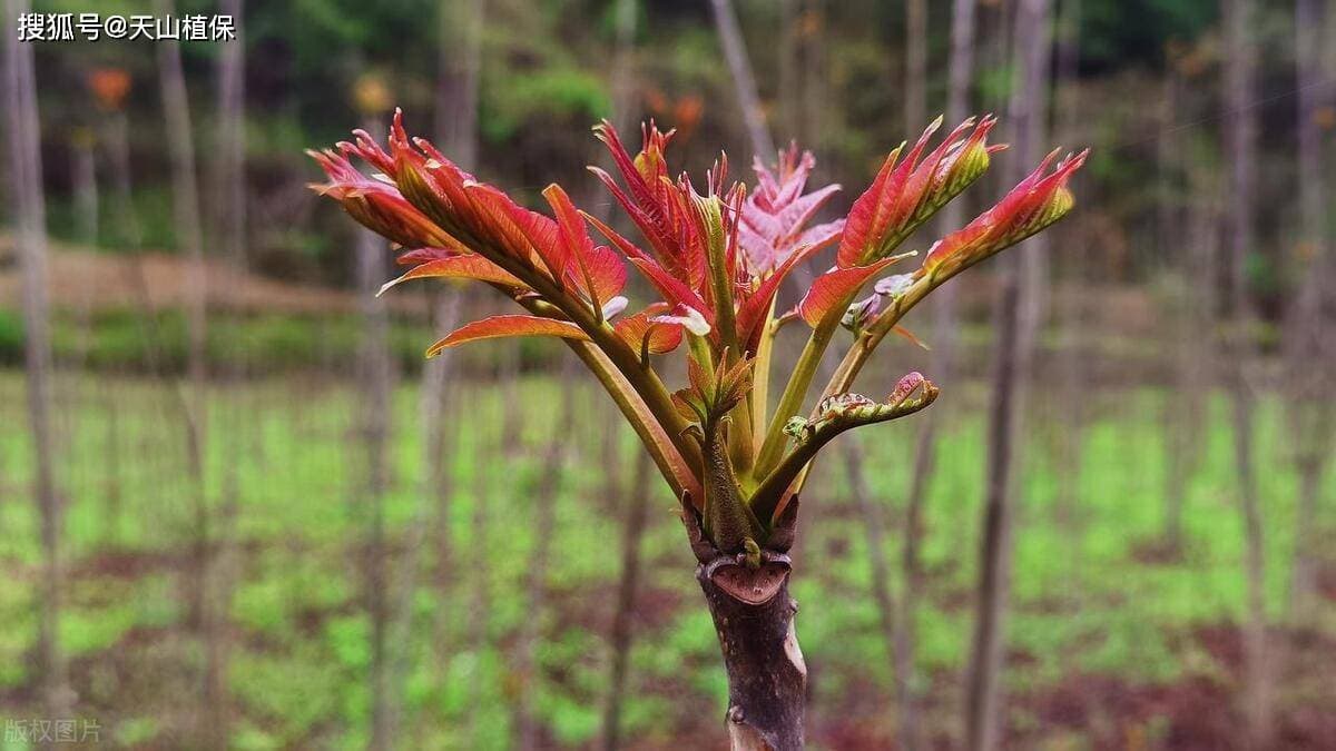 香椿种植技术与管理