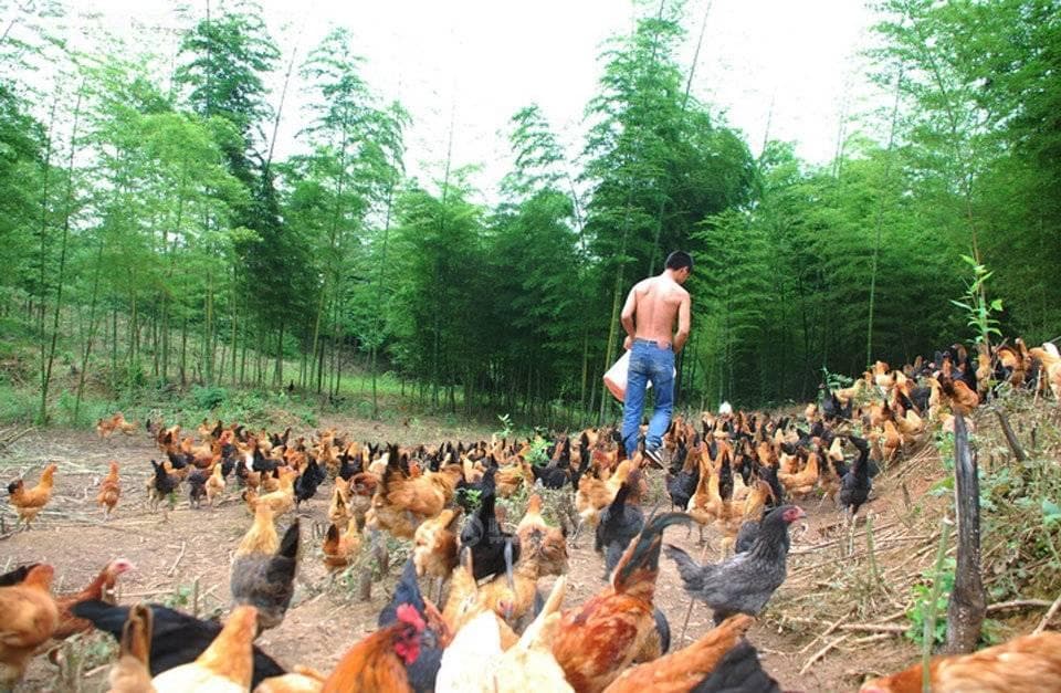 养鸡的技术和方法