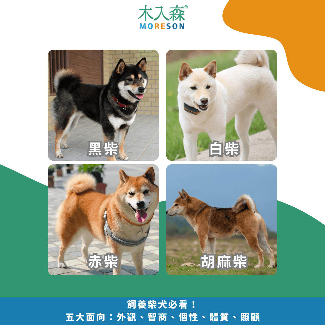 2025飼養柴犬必看！五大面向：外觀、智商、個性、體質、照顧