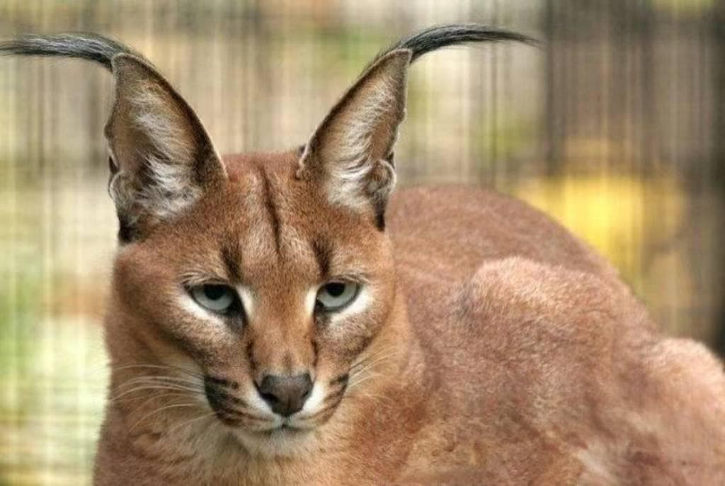 凶狠的美丽野猫—狞猫