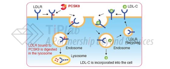 PCSK9抑制剂evolocumab（瑞百安）：从作用机制到专利布局