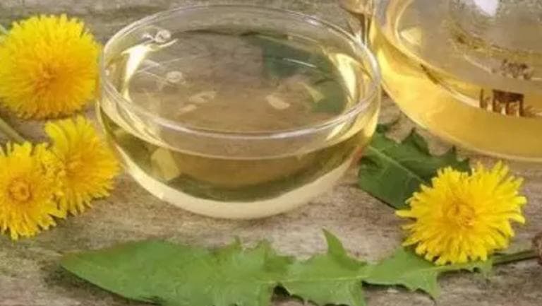 蒲公英加菊花茶的功效与作用、禁忌和食用方法