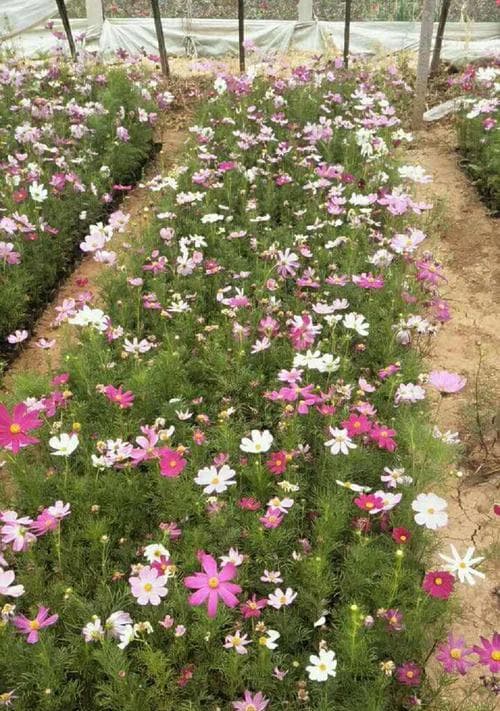 如何种植波斯菊？（栽种时间和方法详解，助你打造花园芬芳之地）