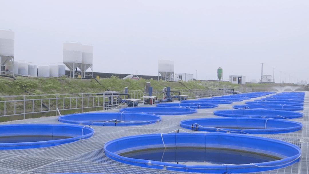 水产养殖新技术：零排放圈养模式实现生态环保与经济效益双赢