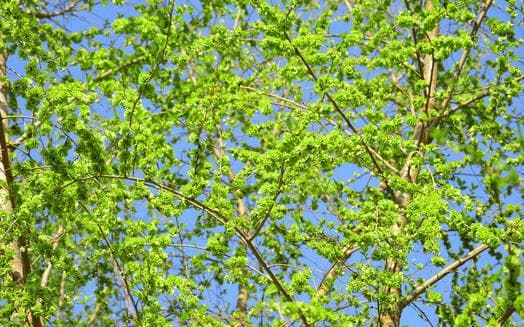 榆钱什么季节有？榆钱几月份可以吃？多种美味吃法详解