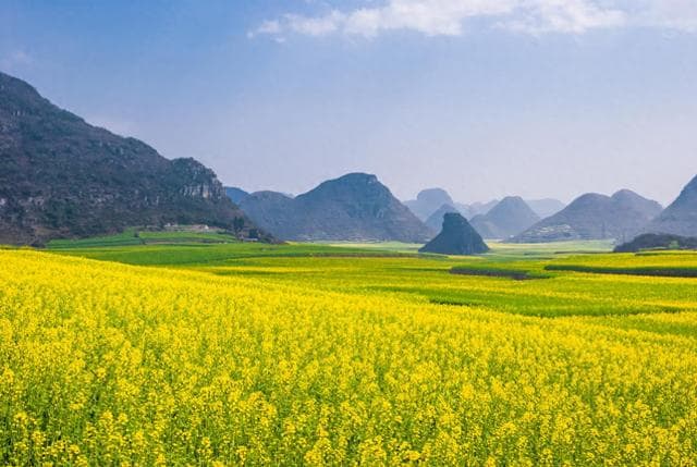 油菜花：从观赏到经济的多重价值