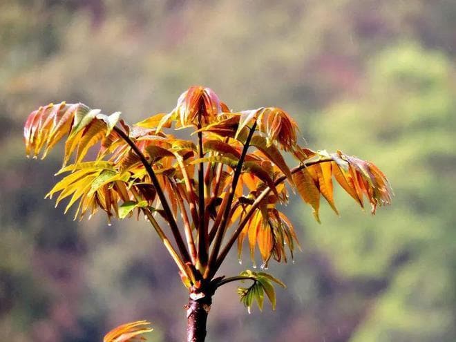 这8种野菜被誉为“七头一脑”，各个都是极品野菜，你都吃过吗？