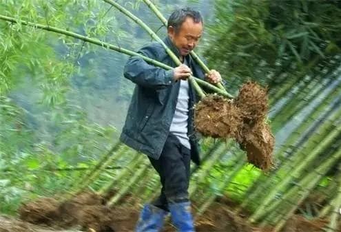 竹子怎么种植？