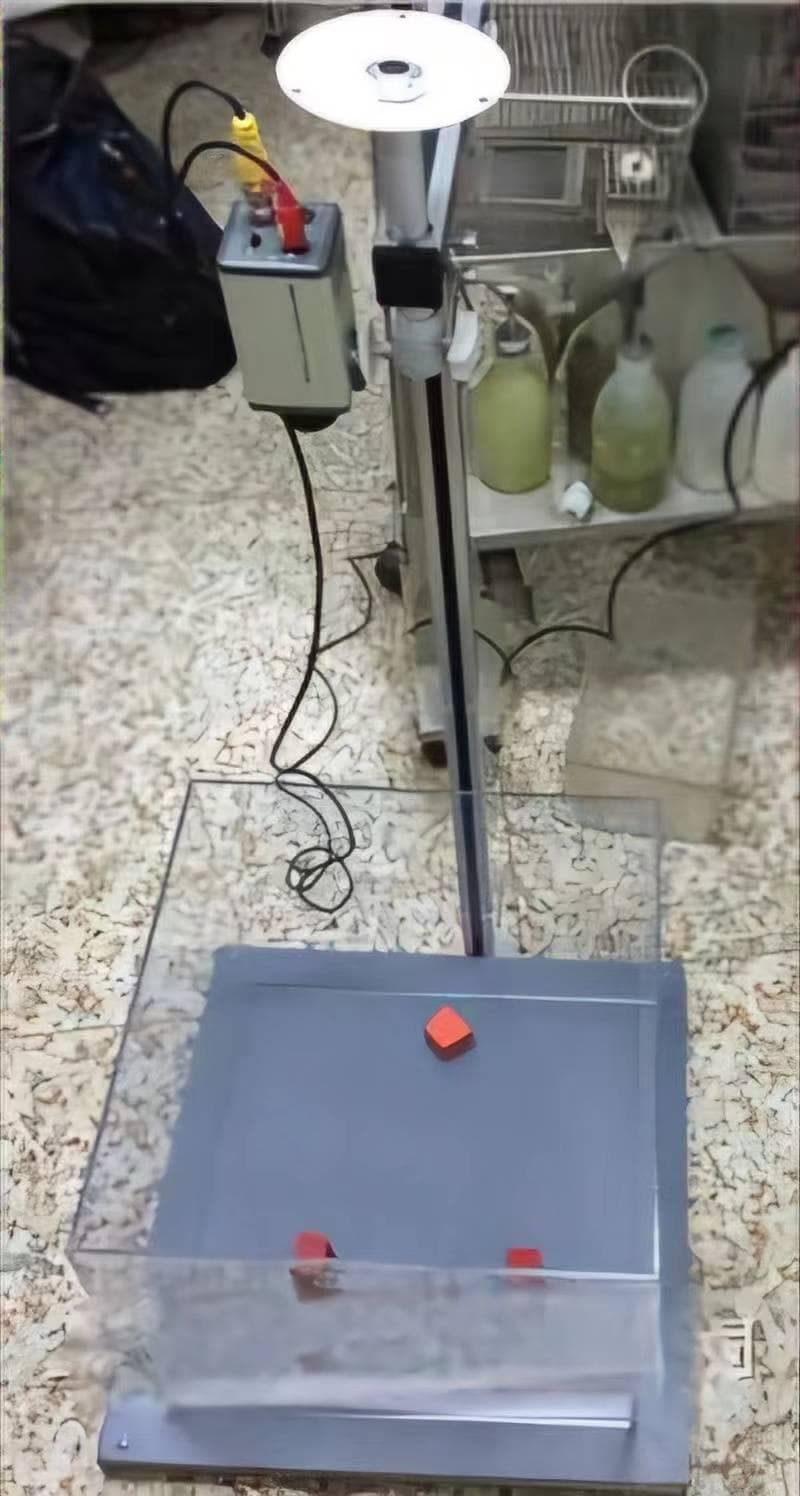 解锁记忆之谜：大小鼠新物体识别实验全解析