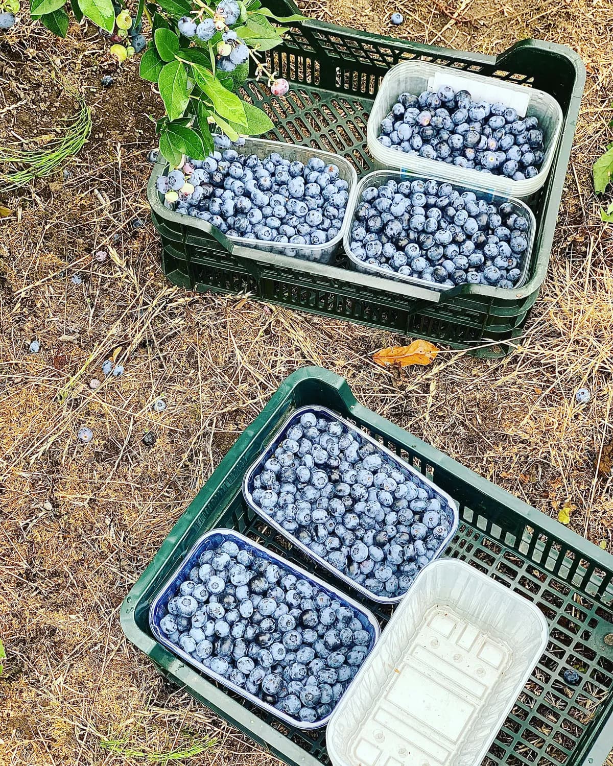 从选盆到收获：家庭种植蓝莓全攻略