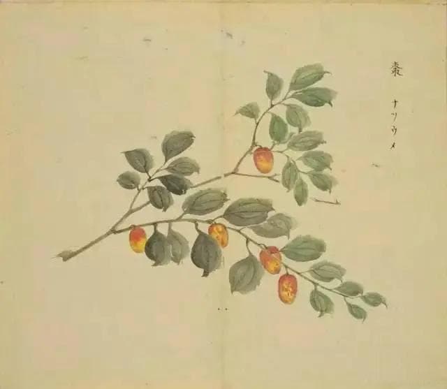 传统之“枣”文化