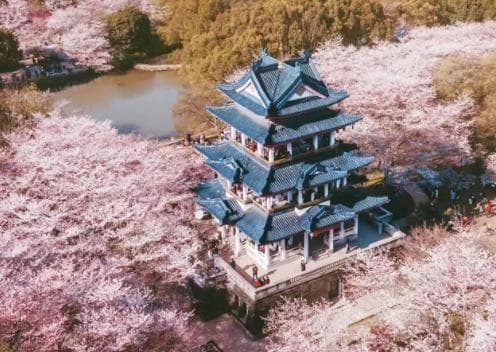 全国春季赏花全攻略