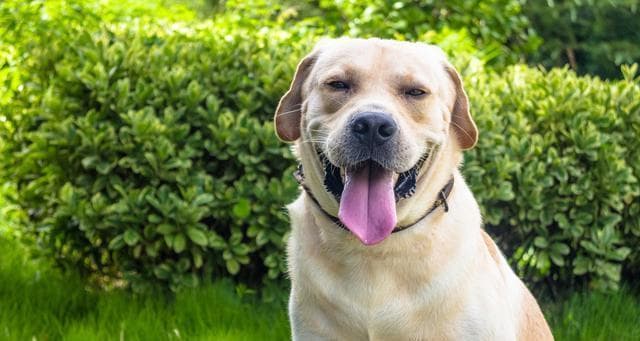 中小型犬饲养指南：从饮食到运动的全方位养护建议