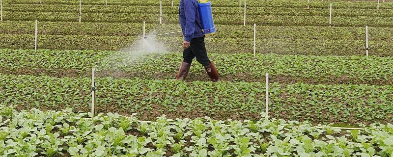 蔬菜叶面肥使用指南：种类、浓度与注意事项详解
