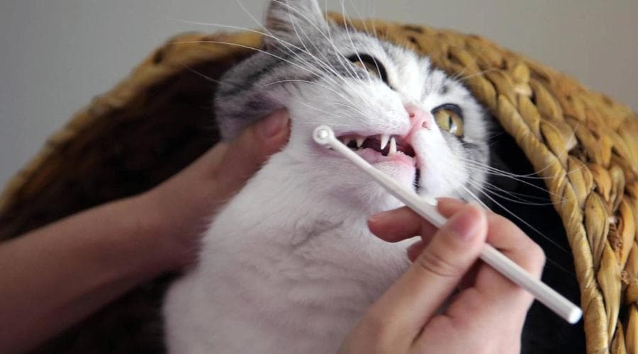猫咪口臭怎么办？三种实用解决方案助你轻松应对