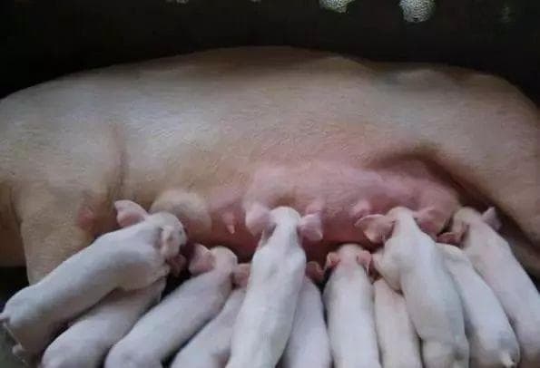 拯救新生仔猪！5项关键措施，有效降低死亡率