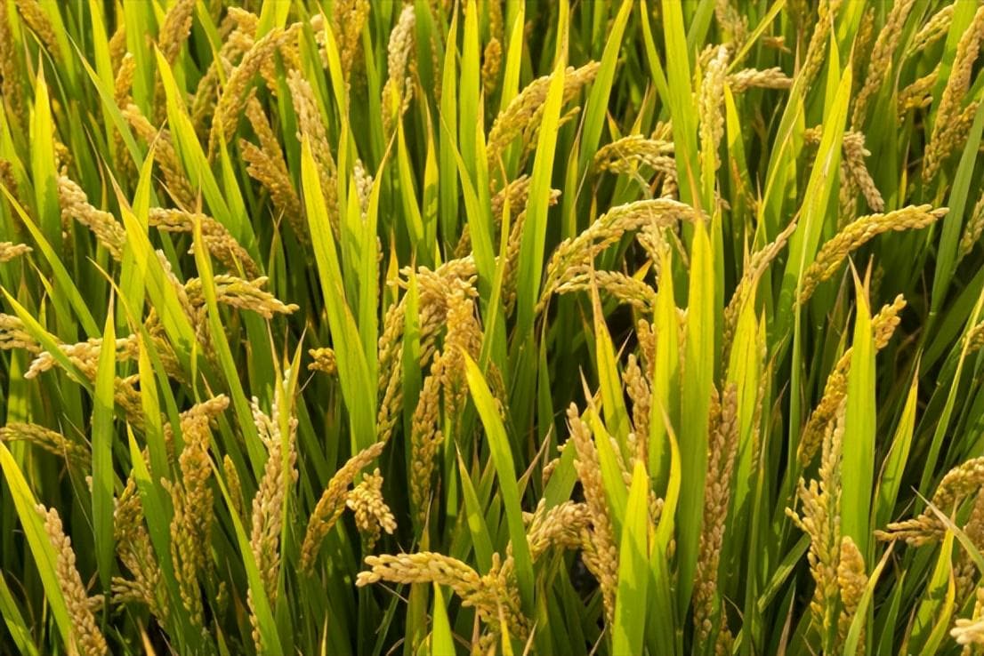 大豆之谜：我国从外进口转基因大豆的背后，究竟是谁在掌控全局？