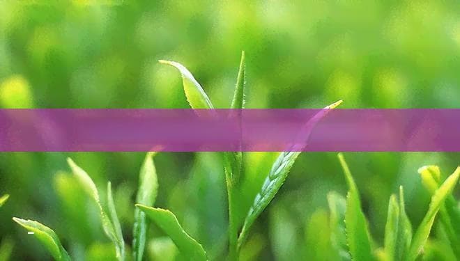 普洱茶三级：等级、含义全解