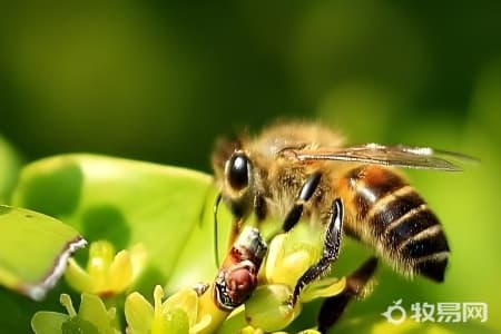 新手养蜂指南：从入门到实践的全面指导