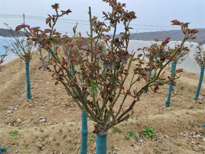 月季春季修剪抹芽，满树花开爆花枝头