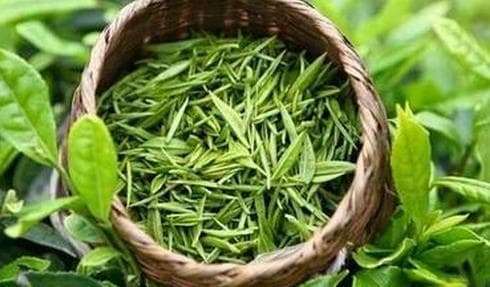 绿茶存放最好放冰箱
