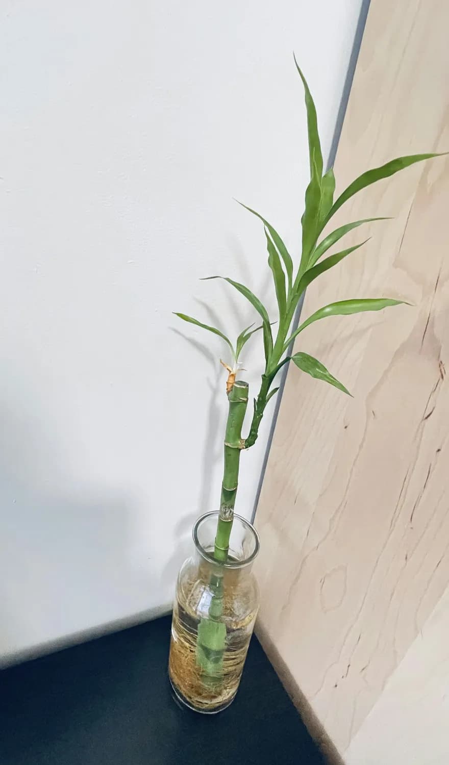 观音竹水培：节水也能养得好