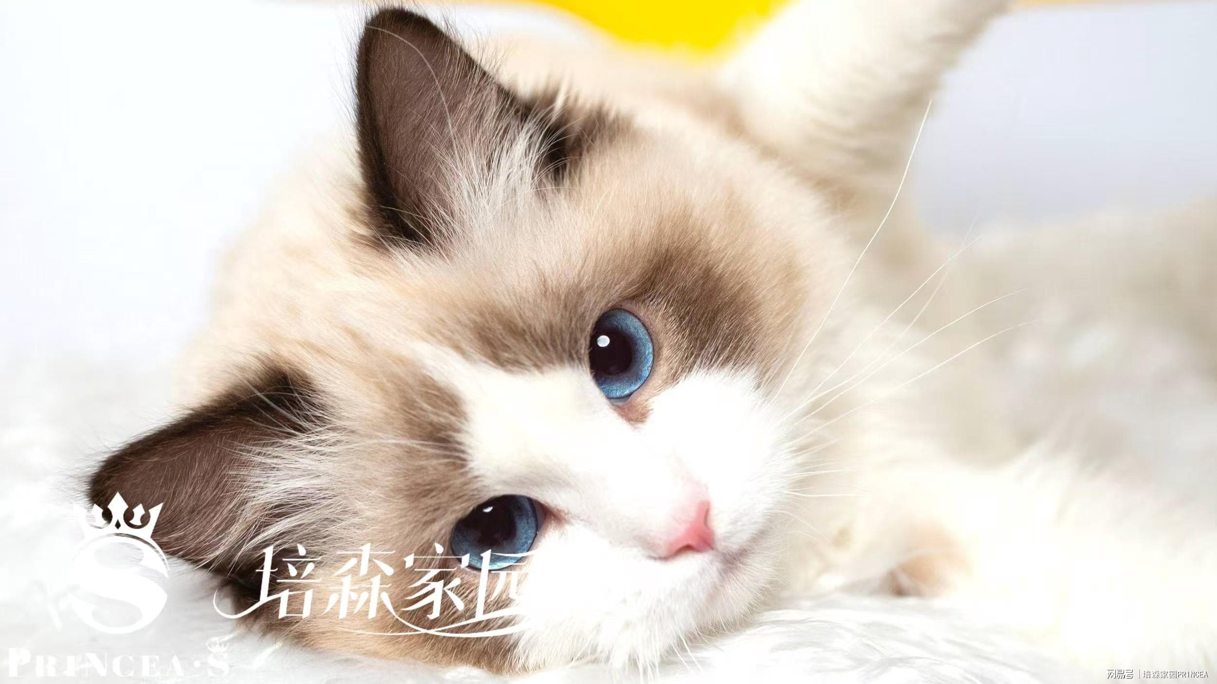 铲屎官必知：猫咪尿闭的原因、症状与应对方法