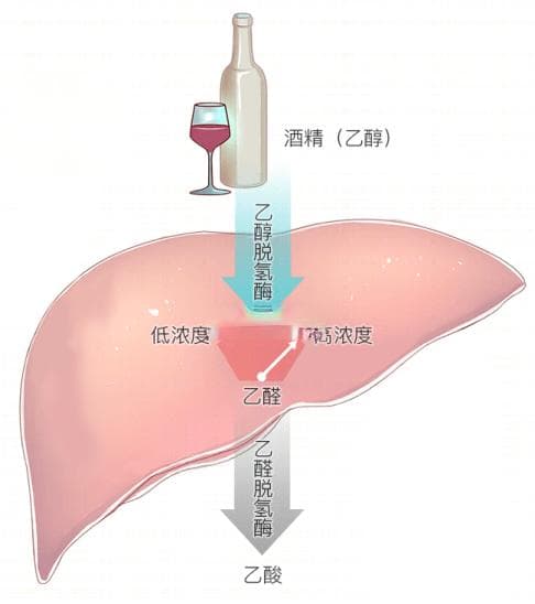 小小解酒药，真的能“化酒为水，边喝边解”吗？
