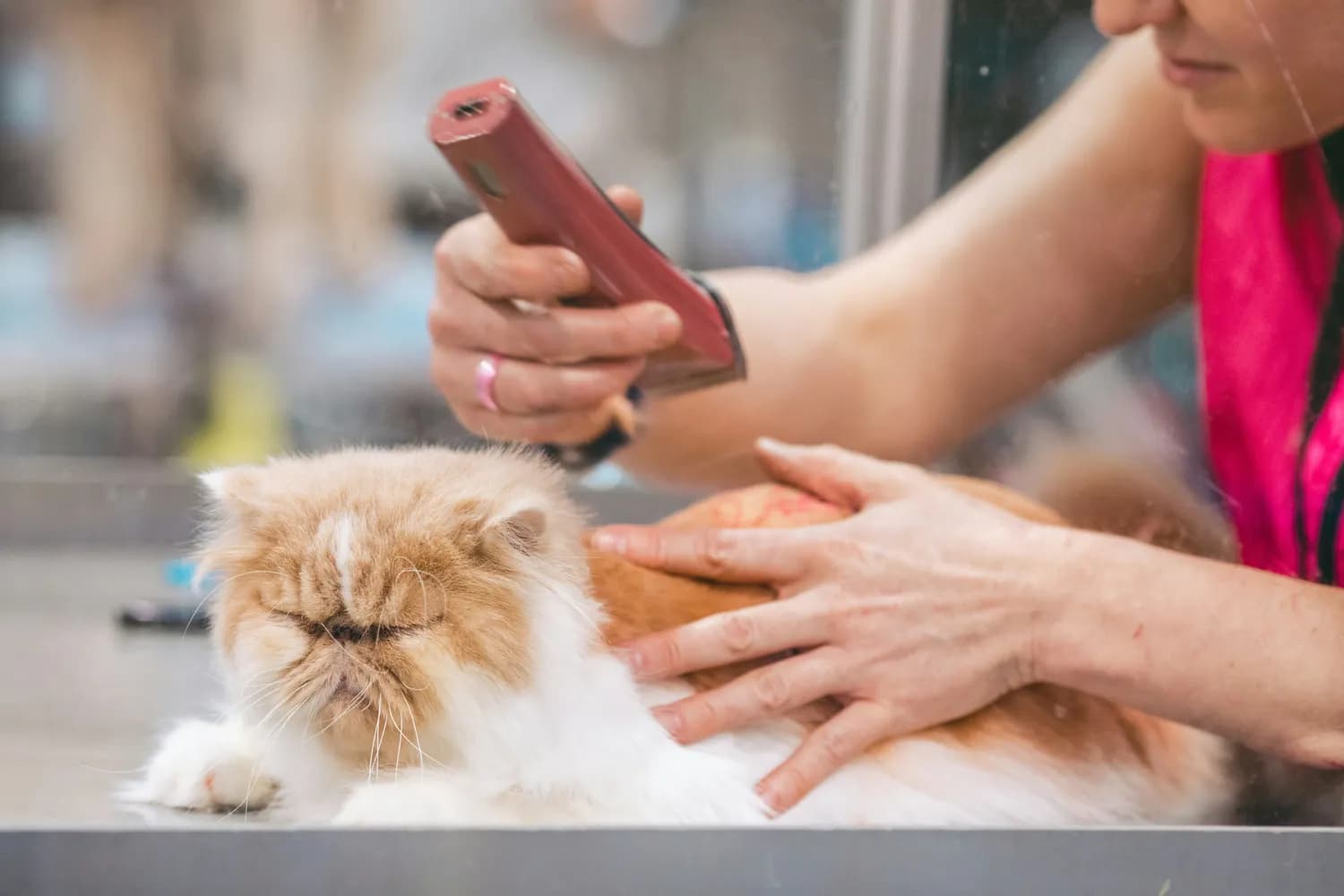 猫咪洗澡后护理指南：科学养猫秘籍
