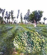 孜然：从餐桌到药房的神奇香料
