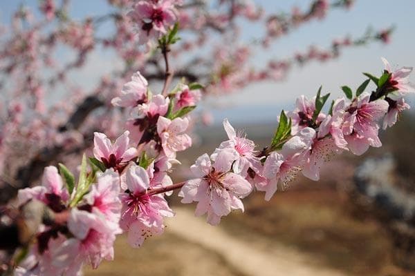 春分扫墓：时间、流程与讲究全解析