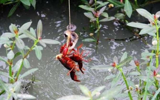 钓小龙虾用什么诱饵最好？蚯蚓、青蛙肉、鸡肝、鸭肠等均可！