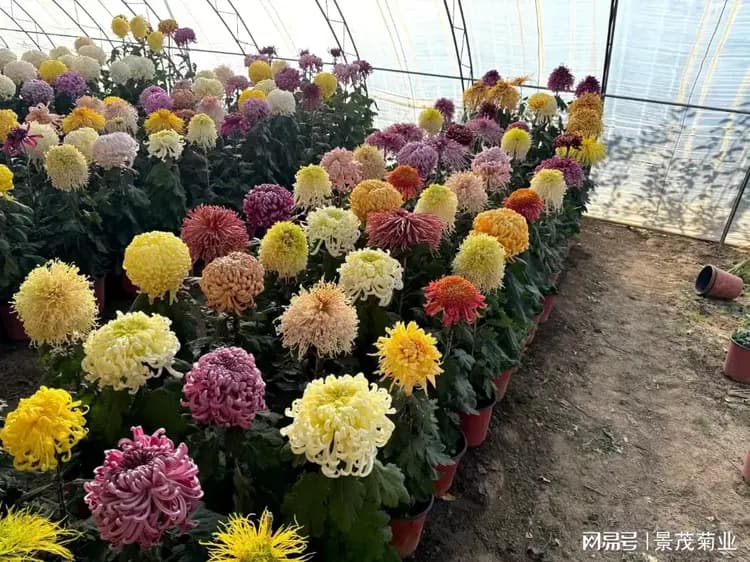 菊花穴盘扦插育苗技术详解