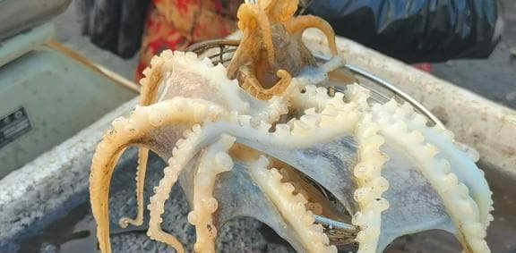 八爪鱼一煮就老，海边人教你正确烹饪方法，鲜嫩又脆爽