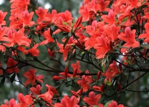 映山红花期是什么时候