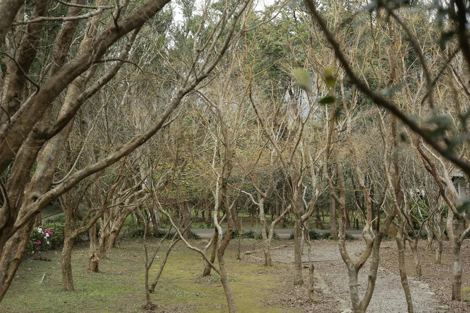 厦门东锦果林教你辨别龙眼新鲜度
