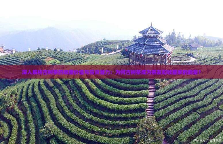 深入解析古树茶的收藏价值与投资潜力：为何古树茶成为茶友和收藏家的新宠？