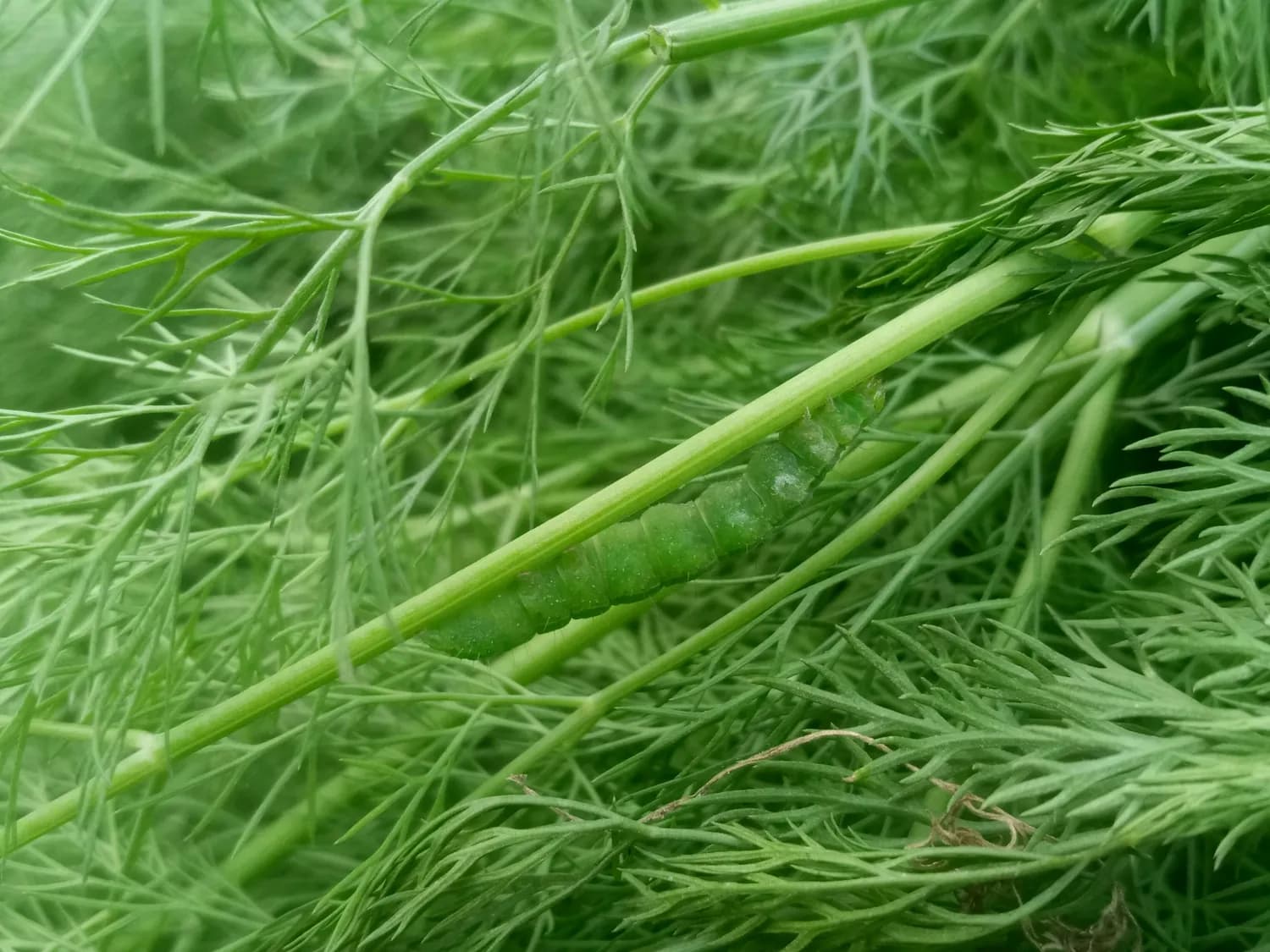 小茴香煲猪肚，助你消化无忧！