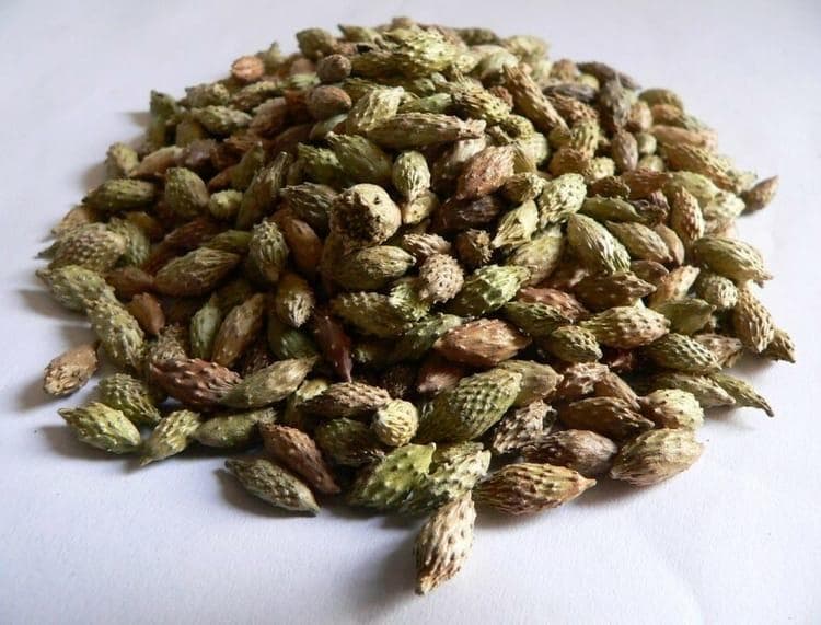 蒼耳子：傳統中藥的功效與安全指南