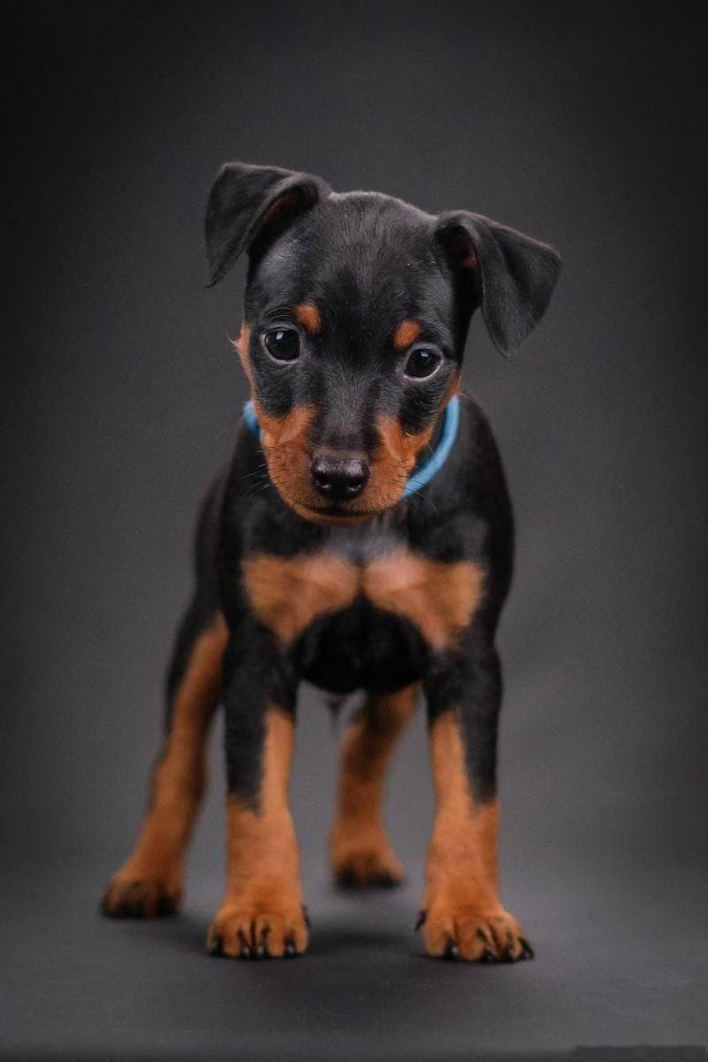 小鹿犬VS博美犬：智商大比拼，谁才是狗界“最强大脑”？