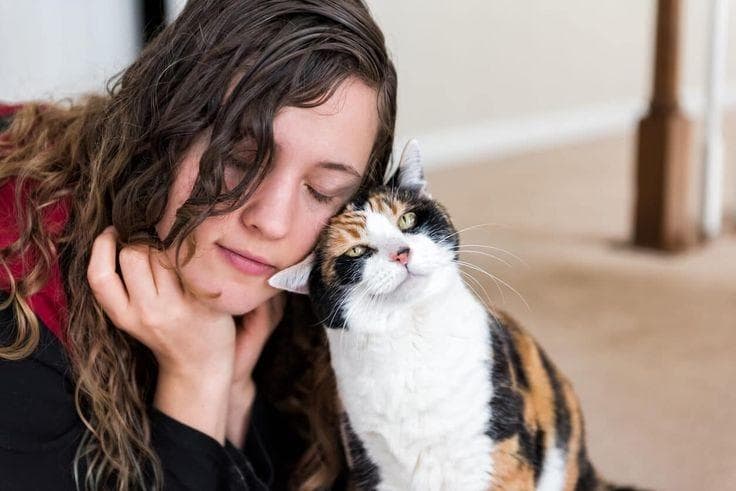 猫咪爱你的6大行为表现！喵主子用不同肢体语言表达爱与信任 让你感受它的内心世界！