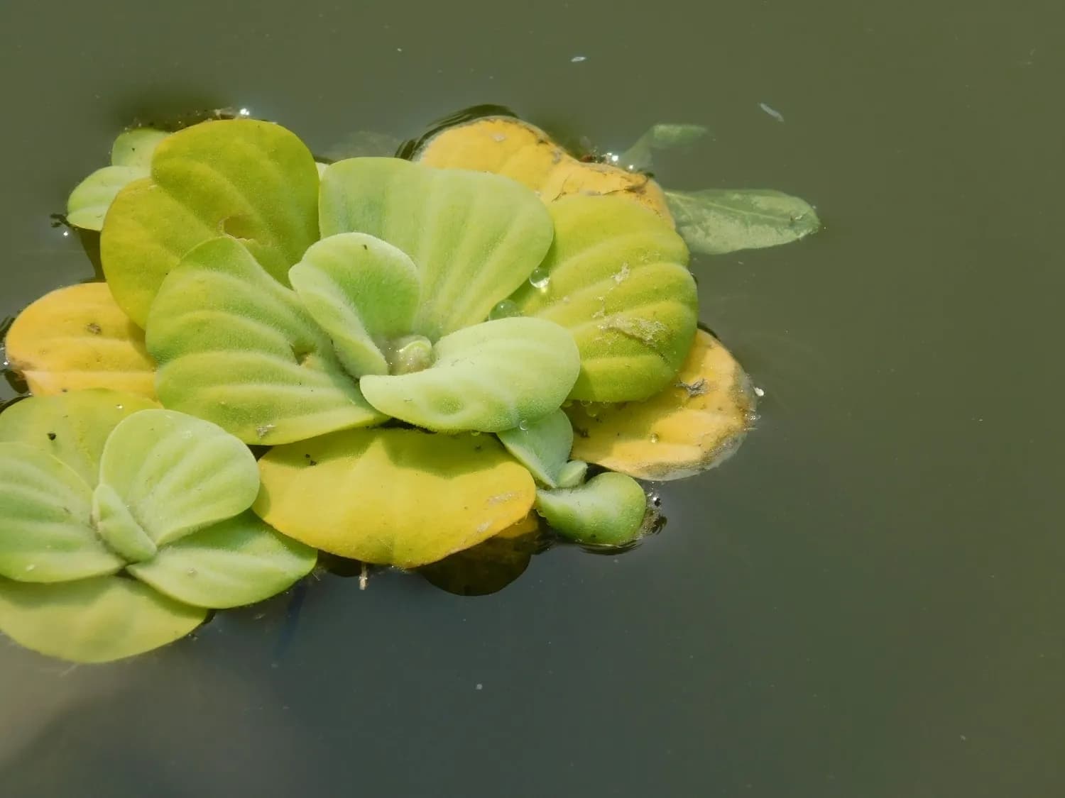 浮萍：水质监测的秘密武器？