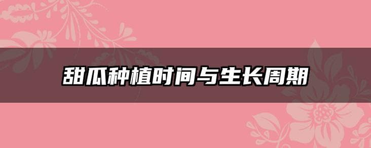 甜瓜种植时间与生长周期