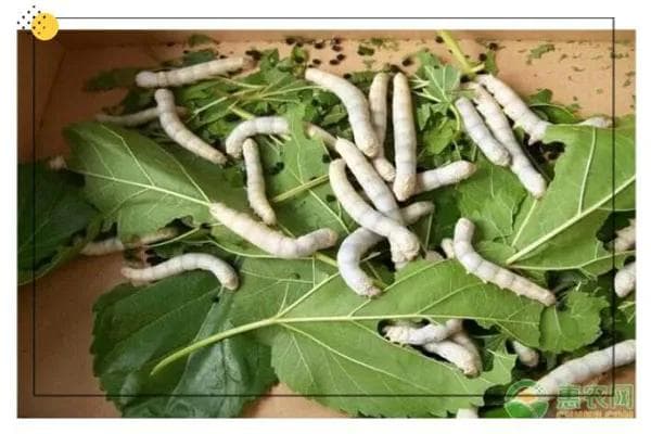 重大突破！我国科学家破解决定家蚕性别的密码