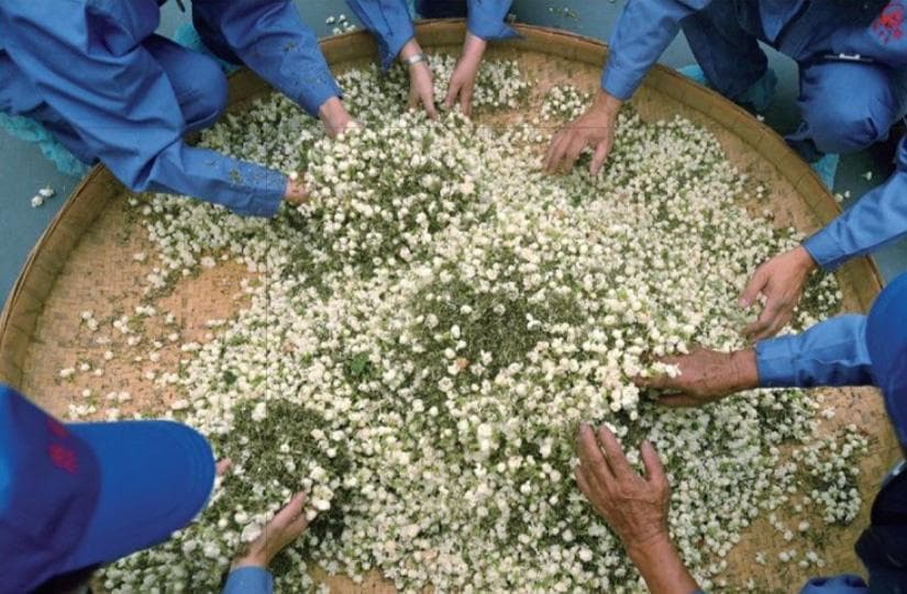 深度解读茉莉花茶窨制次数与香气成分的关系