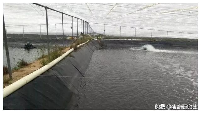 丁酸梭菌：水产养殖增效秘籍，不可不知！
