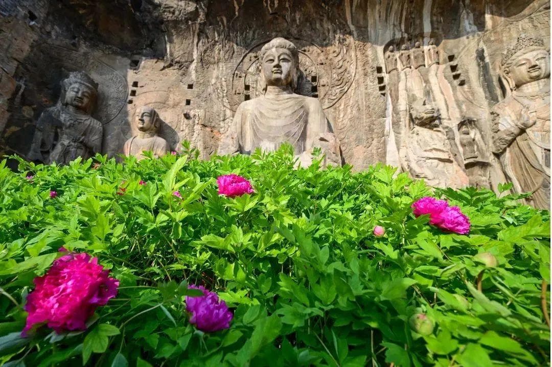 最新！洛阳第42届牡丹文化节将举行这些活动