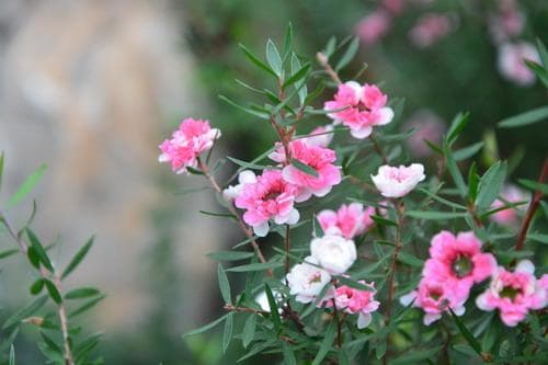 花界劳模——松红梅