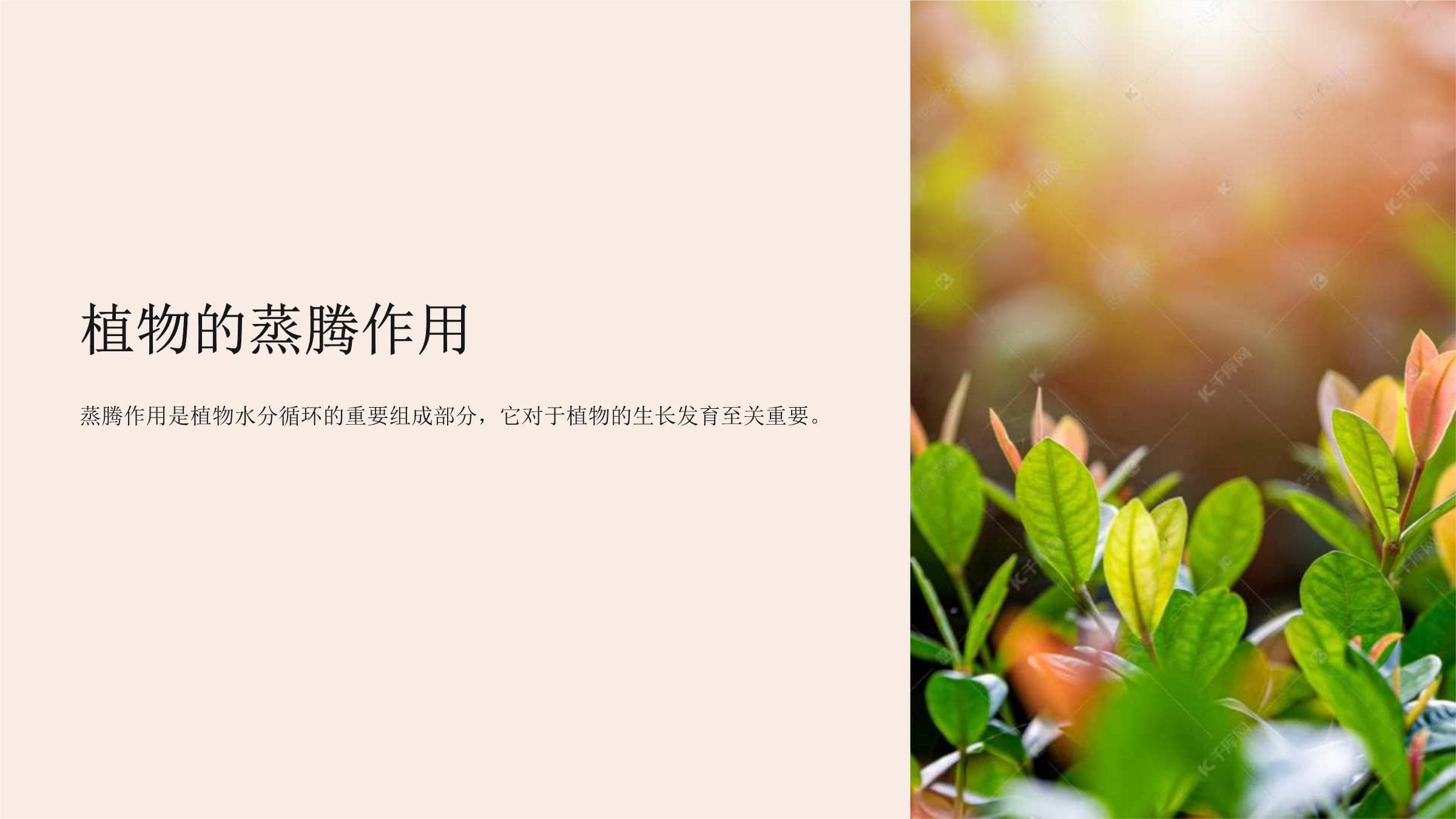 植物的蒸腾作用