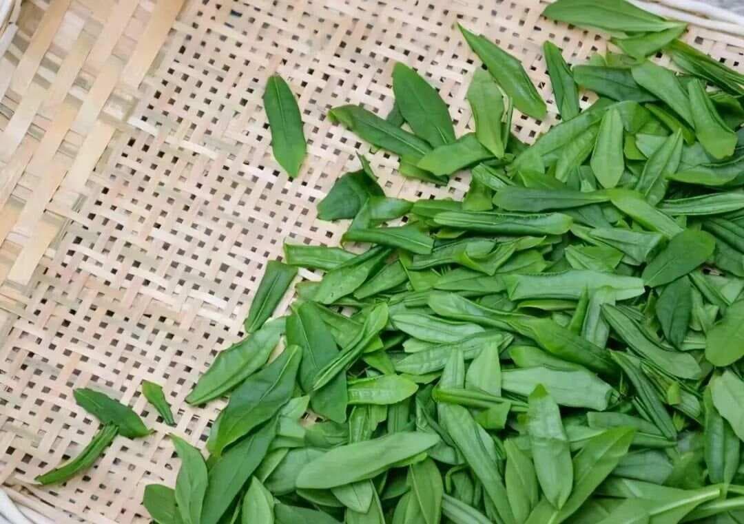 茶言茶语话生活：之“六安瓜片”